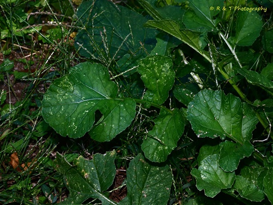 {Raphanus raphanistrum}